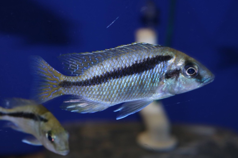 Mylochromis rotundus 'Hora Mhango'